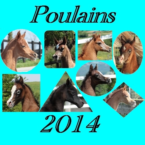 poulains2014B