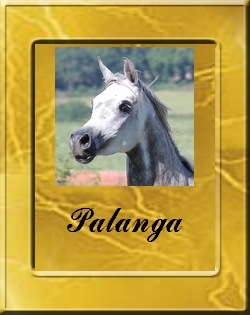 PALANGA-VIGNETTE